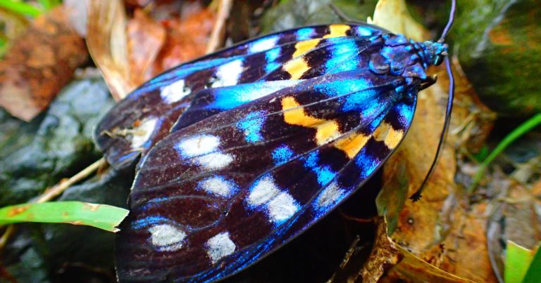 屋久島の沢登りで見つけた、美しい蛾「サツマニシキ」