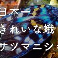 yakushima.shima-asobi.blog.beautiful_moth_Satsumanishiki