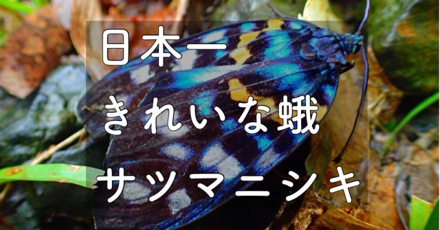屋久島の沢登りで見つけた、美しい蛾「サツマニシキ」