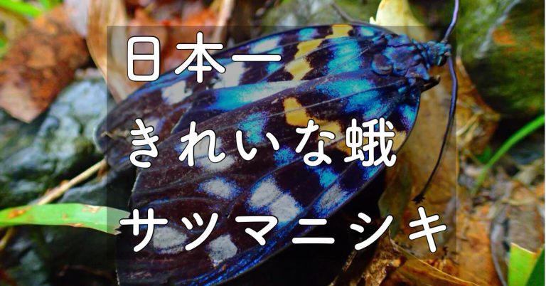 屋久島の沢登りで見つけた、美しい蛾「サツマニシキ」