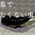 yakushima.shima_asobi.blog.nasty insects