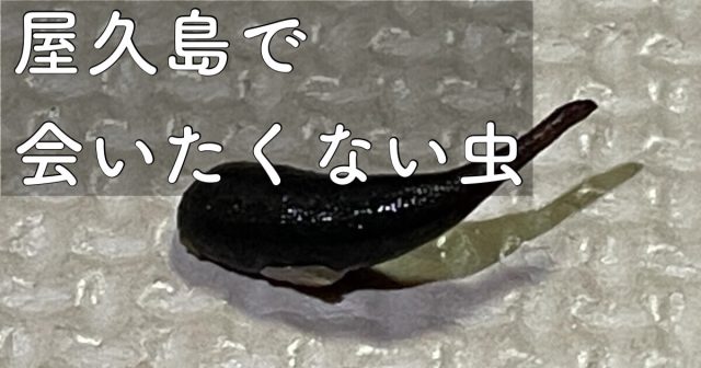 【閲覧注意!】屋久島でできれば遭遇したくない虫